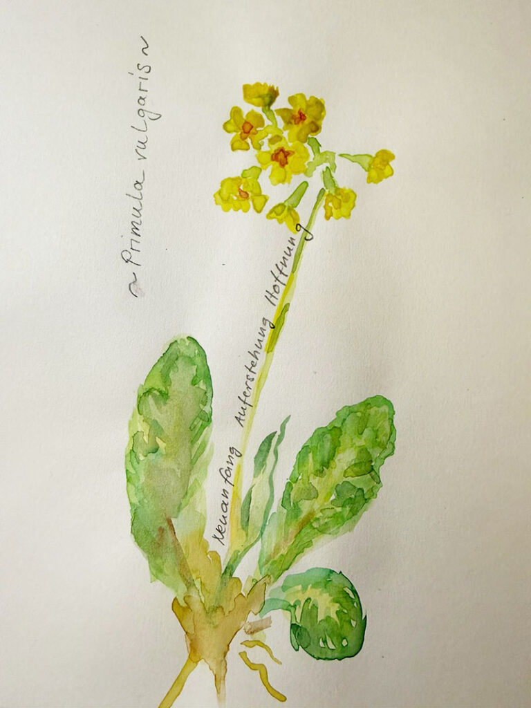 Die Heilpflanze des Monats Mai: Primula vulgaris